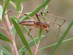 Cheiracanthium gracile