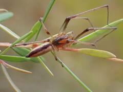 Cheiracanthium gracile