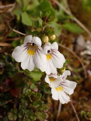 Euphrasia cuneata