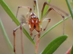 Cheiracanthium gracile