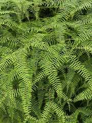Gleichenia