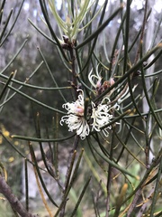 Hakea lissosperma