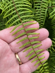 Gleichenia