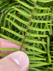 Gleichenia