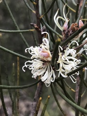Hakea lissosperma