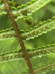 Gleichenia