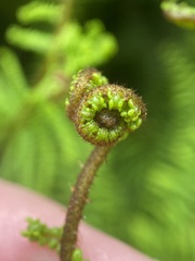 Gleichenia