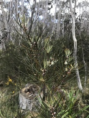 Hakea lissosperma