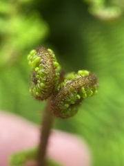 Gleichenia