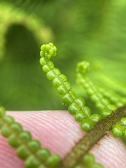 Gleichenia