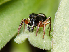 Heliophanus wesolowskae