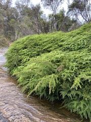 Gleichenia