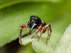 Heliophanus wesolowskae