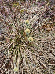 Eriophorum vaginatum