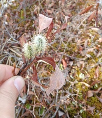 Salix pulchra
