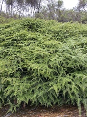 Gleichenia