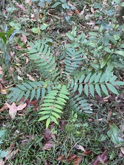Ailanthus triphysa