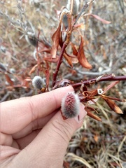 Salix pulchra
