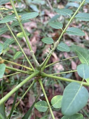 Ailanthus triphysa