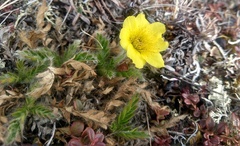 Geum glaciale