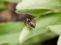Heliophanus wesolowskae