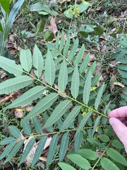 Ailanthus triphysa