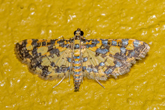 Eurrhyparodes tricoloralis