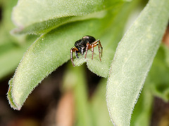 Heliophanus wesolowskae