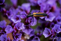 Stenoderus suturalis