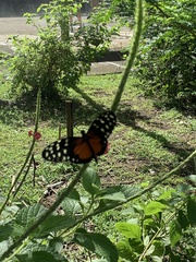 Heliconius hecale
