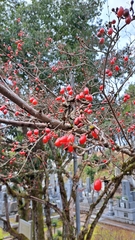 Cornus officinalis
