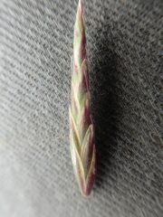 Bromus pumpellianus