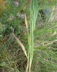 Bromus pumpellianus