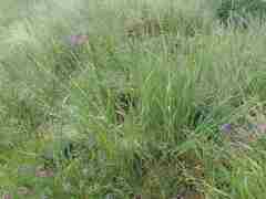 Bromus pumpellianus