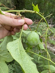 Passiflora cinnabarina