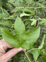 Passiflora cinnabarina