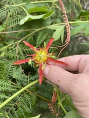 Passiflora cinnabarina