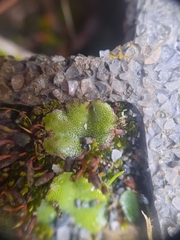 Marchantia foliacea