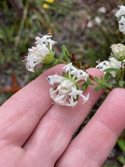 Pimelea