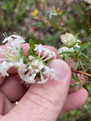 Pimelea