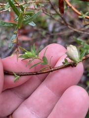 Pimelea