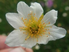 Dryas integrifolia