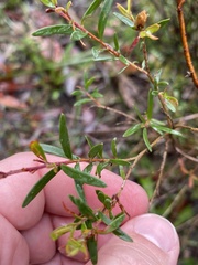 Pimelea