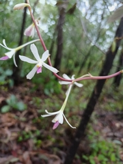 Dipodium stenocheilum