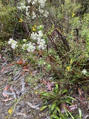 Pimelea