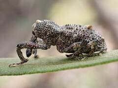 Orthorhinus