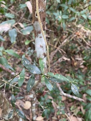 Citrus australis