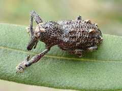 Orthorhinus