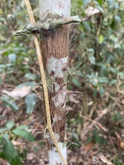 Citrus australis