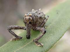Orthorhinus